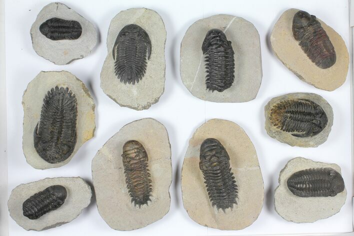 Lot: Assorted Devonian Trilobites - Pieces #92153